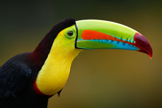 Mexico wildlife. Keel-billed Toucan, Ramphastos sulfuratus, bird with big bill sitting on branch in the forest,  Yucatan. Nature travel in central America. Beautiful bird in nature habitat.
