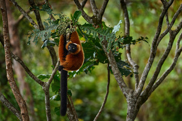 Madagascar wildlife. Red ruffed lemur, Varecia rubra, Park National Andasibe - Mantadia in Madagascar. Red brown monkey on the tree, nature habitat in the green forest. Lemur in vegetation, endemic.