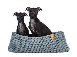 Cute duo of 2 Italian Greyhound aka Italian Sighthound puppies, sitting together in knitted basket. Looking straight to camera. Isolated cutout on a transparent background.