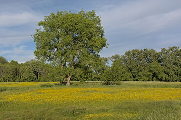 Wall Mural - Tree in a sunny meadow with many  yellow wildflowers with a forest behind in bourgoyen nature reserve, Ghent, Belgium