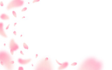 Cherry Blossom Petals Blowing In The Wind On A Transparent Background. Cherry Blossom Season, Spring.