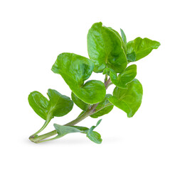 Wall Mural - Fresh watercress isolated on transparent background (.PNG)