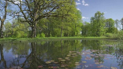 Wall Mural - Red lilies in a pond with reflection of oak and trees. Bright green grass on the shore, young leaves on the branches. The water reflects the clouds in the blue sky. Latvia