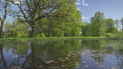 Sticker - Red lilies in a pond with reflection of oak and trees. Bright green grass on the shore, young leaves on the branches. The water reflects the clouds in the blue sky. Latvia