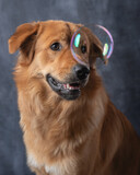 Fototapeta Dinusie - Golden retriever cross with bubble in front of his head.