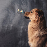 Fototapeta Dinusie - A dog watches a bubble.