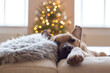 © Emma - Cute Cozy Pit Bull Terrier relaxing on sofa in front of Christmas Tree