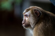 Thoughtful macaque monkey portrait