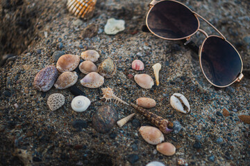 seashells on a rock 