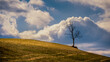 Tree and clouds on a hillside in a winter landscape