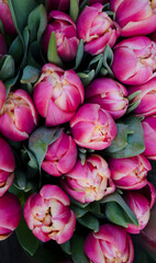  Bouquet of fresh pink tulips on a light blurred background.