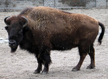 American Bison (Bison Bison) Portrait