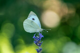 Fototapeta Lawenda - piękny motyl bielinek na kwiatku lawendy na zielonym tle