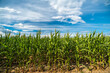 zielone pole kukurydzy z błękitnym podobnym niebem w tle