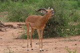 Fototapeta Sawanna - Impala or rooibok  - Aepyceros melampus calling buck. Photo from Kruger National Park in South Africa.