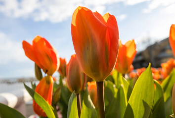 Wall Mural - Tulip