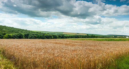 Wall Mural - Summer day field of cereals and grass, blue sky with beautiful clouds.