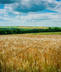 Wall Mural - cereals and grass, blue sky with beautiful clouds at summer day