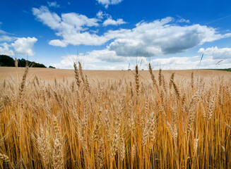 Wall Mural - Yellow agriculture field with ripe wheat and blue sky with clouds over it. Field of Ukraine with a harvest.