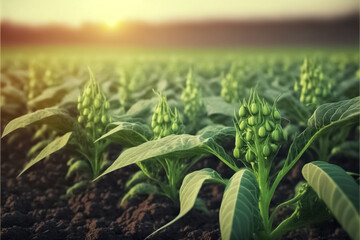 Natural okra plantation. Okra is a fresh vegetable. Lady fingers. Lady fingers or okra vegetable on plant in farm.