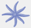 Blue spiny starfish oscinasterias tenuispina, sea star from Atlantic Ocean and Mediterranean Sea