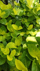 Wall Mural - Closeup of fresh green lush leaves of Pseuderanthemum carruthersii known as Carruthers falseface