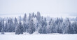 © ROMAN DZIUBALO - Panoramic view of white pine trees in the hoarfrost among the drifts. Atmosphere in a frosty mist.