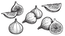 Figs Sketch Style Set. Fruit Of Fig Tree Isolated On White Background. Vintage Black And White Hand Drawing. Best For The Menu And Kitchen Design.