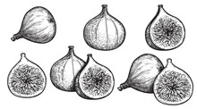 Figs Sketch Style Set. Fruit Of Fig Tree Isolated On White Background. Vintage Black And White Hand Drawing. Best For The Menu And Kitchen Design.