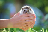 Fototapeta Kawa jest smaczna - Human hands holding little african hedgehog pet outdoors on summer day. Keeping domestic animals and caring for pets concept