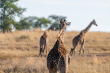 Wild Giraffes In Serengeti National Park In The Heart Of Africa
