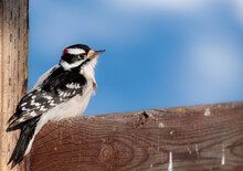 Downy Woodpecker Close-up