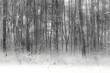 Stary las podczas zimy, mocna ekspozycja, zdjęcie czarno-białe