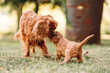 cute cavalier king charles spaniel puppies