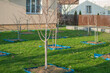 Tree plot with old stock of fruit trees