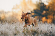 © Maria - dog in autumn park