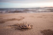 © Cavan Images - A sand crab looks out over the Andaman Sea in southern Thailand.