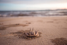 A Sand Crab Looks Out Over The Andaman Sea In Southern Thailand.