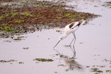 An Avocet Feeds In A Wetland During Twilight Colors.