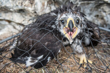 A Young Golden Eagle Under A Biologists Net Being Captured For Research.