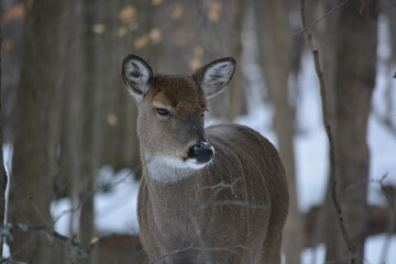 Wall Mural - Deer