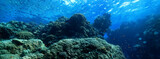 Fototapeta Do akwarium - panorama coral reef underwater landscape seascape