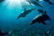 wild dolphins underwater