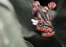 Close Up View Of Long Horn Red Milkweed Beetles.