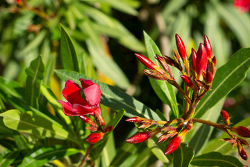 Canvas Print - Red Nerium oleander or dogbane flowers close up shot with selective focus. Oleander Emile Sahut pink flowers - Latin name - Nerium oleander.