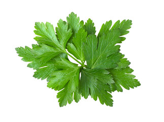 Wall Mural - Parsley leaf isolated on transparent png