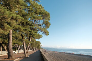 Wall Mural - pine trees against the blue sky. pine trees on the promenade along the blue sea