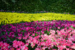 © Anucha - Multicolored of fresh tulip at tulip park