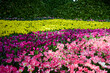 © Anucha - Multicolored of fresh tulip at tulip park