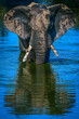 African Elephant in blue water